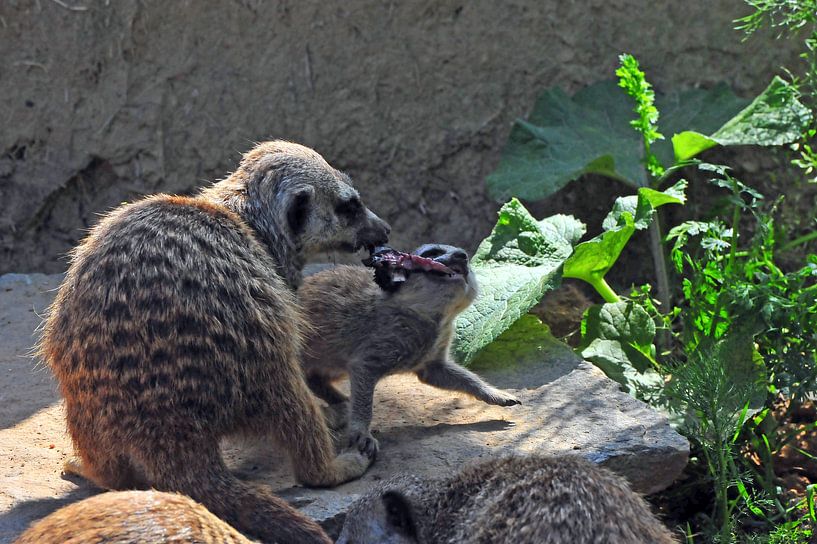 Erdmännchens Kinderstube von Ingo Laue