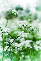 pinksterbloemen in volle bloei