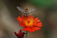 Wesp op oranje bloem