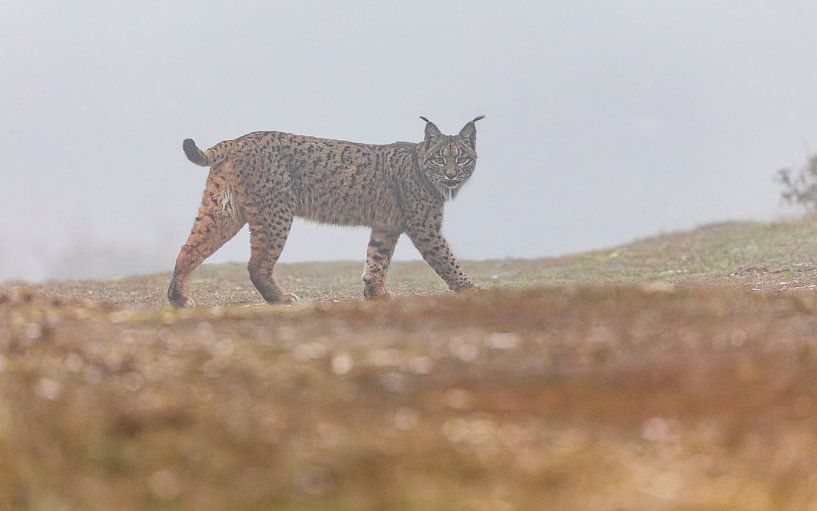 Iberian Lynx walking (2) by Lennart Verheuvel