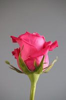 Pink Rose