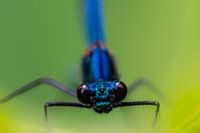 Meadow creek damselfly