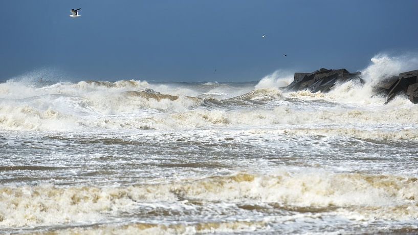 Seagull at storm by Georges Hoeberechts