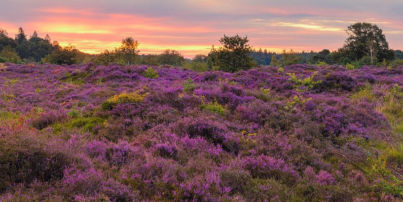 Sonnenaufgang und Panorama über das lila Heidekraut in der Bakkeveen-Düne von Henk Meijer Photography