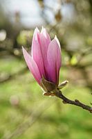 Magnolia