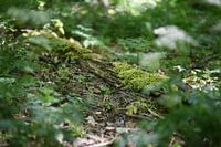 Gros plan sur les dunes de Noordwijk