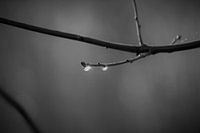 wie zwei Wassertropfen