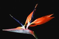 Fleur d'oiseau de paradis sur un fond noir