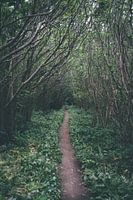 Forest close to The Old Harry Rocks, United Kingdom