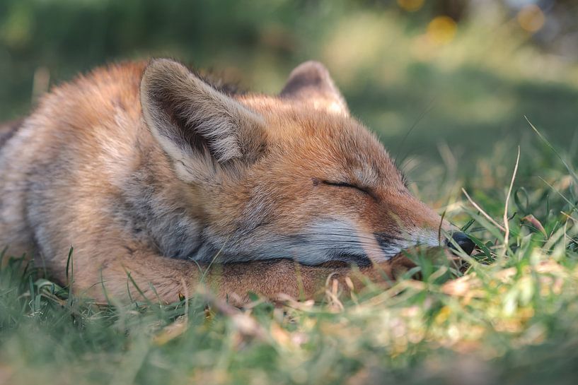 Junger Fuchs schläft im Gras unter einem Baum von Jolanda Aalbers