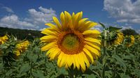 Sonnenblume in der Dordogne