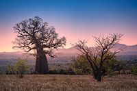 Coucher de soleil avec des arbres à Madagascar.