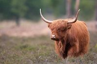 Schottischer Hochlandbewohner