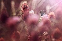 Look at all beings with eyes of compassion