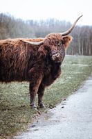Schottischer Hochlandbewohner - Amsterdamer Wald