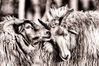 Zwei Schafe auf der Heide in Zeist