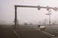 Beeindruckendes Bild eines schwarzen Schafes im dichten Nebel - Symbolisches Herbstfoto