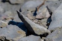 Egyptian Grasshopper (Anacridium aegypticum)