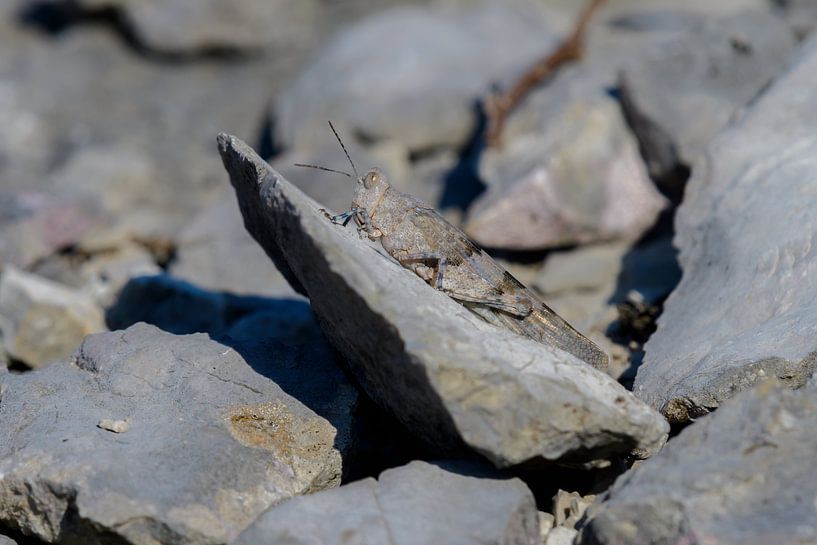 Criquet égyptien (Anacridium aegypticum) par Andrea de Vries