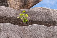 Das zarte Pflänzchen