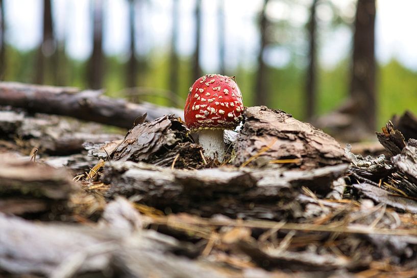 Delicate white red toadstool, on the forest floor. by Martin Köbsch