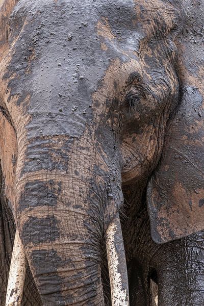 Closeup Olifant in de modder van Hilda Weges