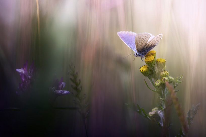 Thoughts van Bob Daalder