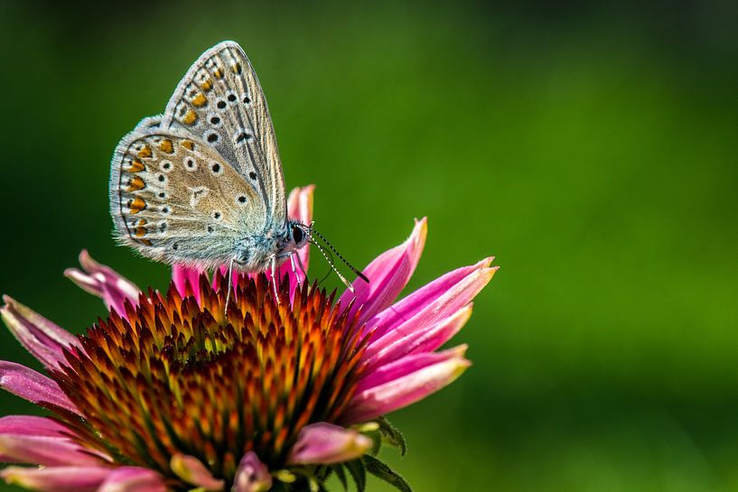 Common blue. by Robert Moeliker