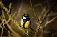 The Great Tit I