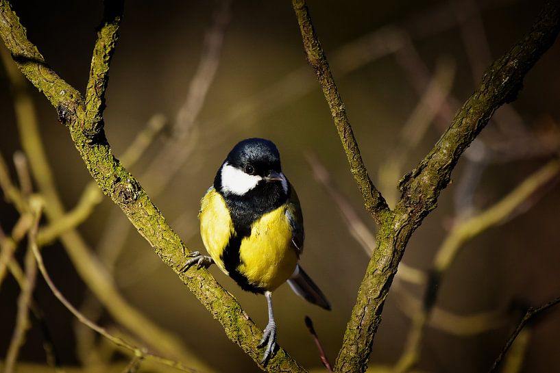 The Great Tit I by Marvin Van Haasen