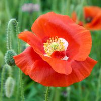 Poppy with white cross