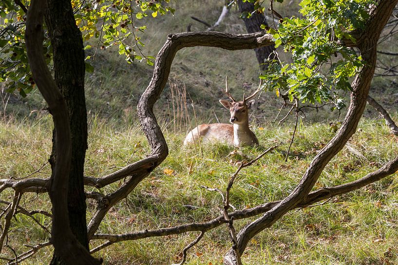 young fallow deer in Holland  par ChrisWillemsen