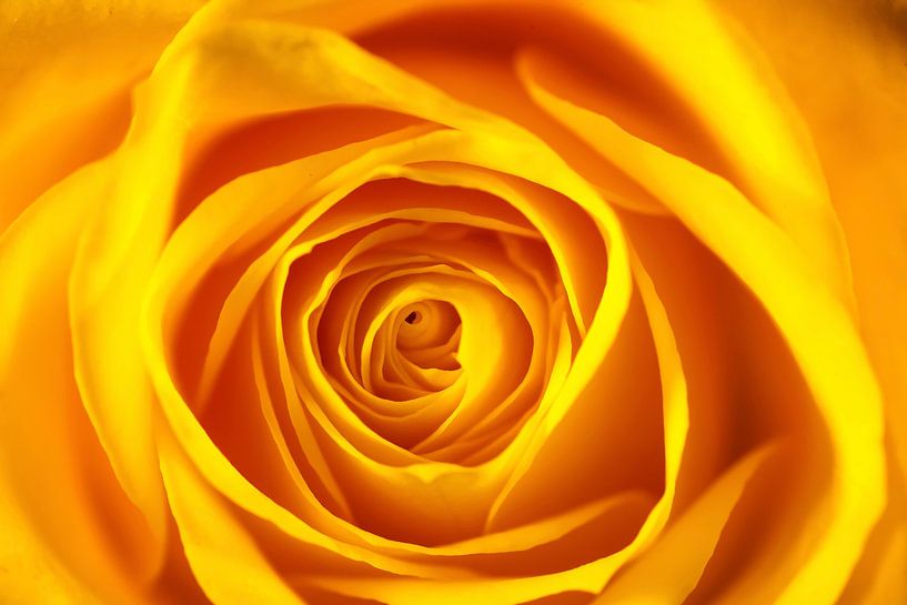 rose by Thomas Jäger