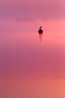 Empty Spaces - Möwe mit Sonnenaufgang