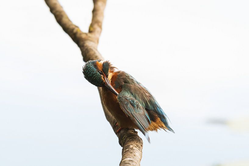 Der Eisvogel in der Zouweboezem von Merijn Loch