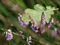 Ladybird in heather
