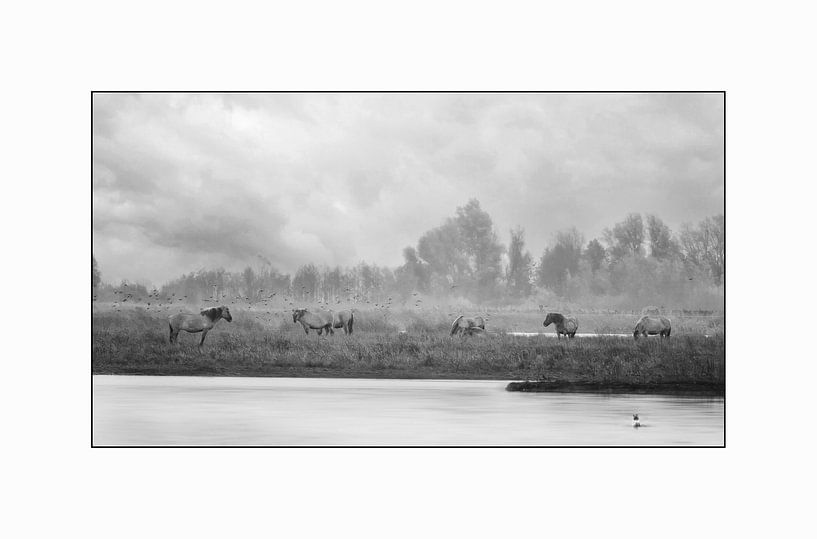 Die Pferde des Königs von Dmm Fotografie