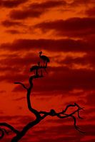 Cranes in a tree during sunset