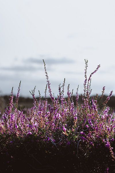 Purple blossom by Jordi Van schijndel