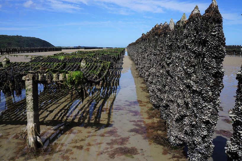Austernbetten Frankreich von Sandra van der Burg