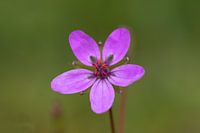 gewone reigersbek bloem