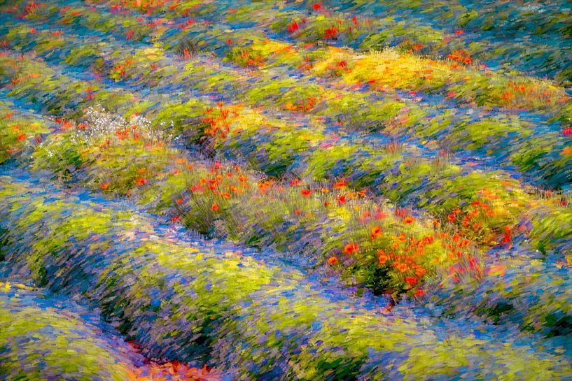 Fields of Dreams by Lars van de Goor