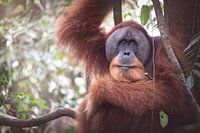 Père orang-outan dans la jungle d'Indonésie, à Sumatra.