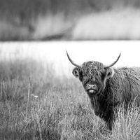 Schottischer Highlander (quadratisch)