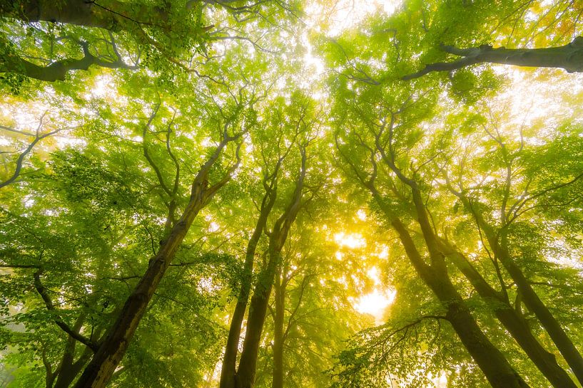 Forêt atmosphérique en automne avec une brume dans l'air par Sjoerd van der Wal Photographie