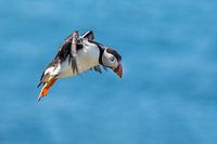 Puffin