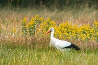 Storch, roter Schnabel zwischen gelb (Ciconia ciconia).