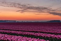 Tulpenfelder auf Goeree-Overflakkee