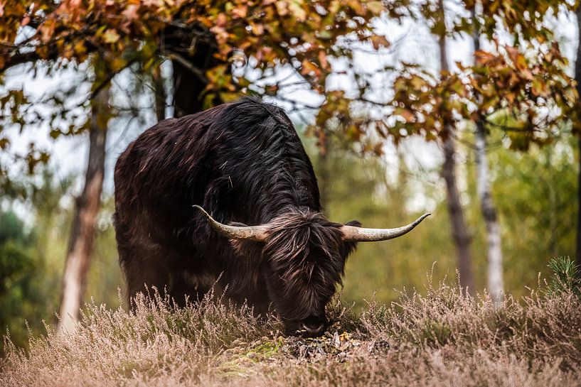 Schwarzer schottischer Highlander von Bas Fransen