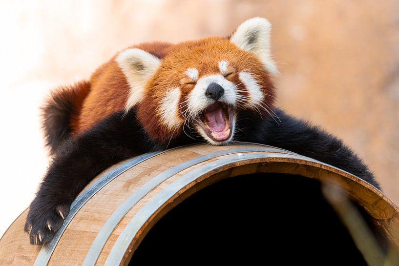 Panda rouge endormi par Ronald Huijzer